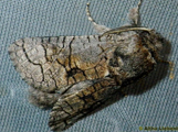 Coryphodema tristis